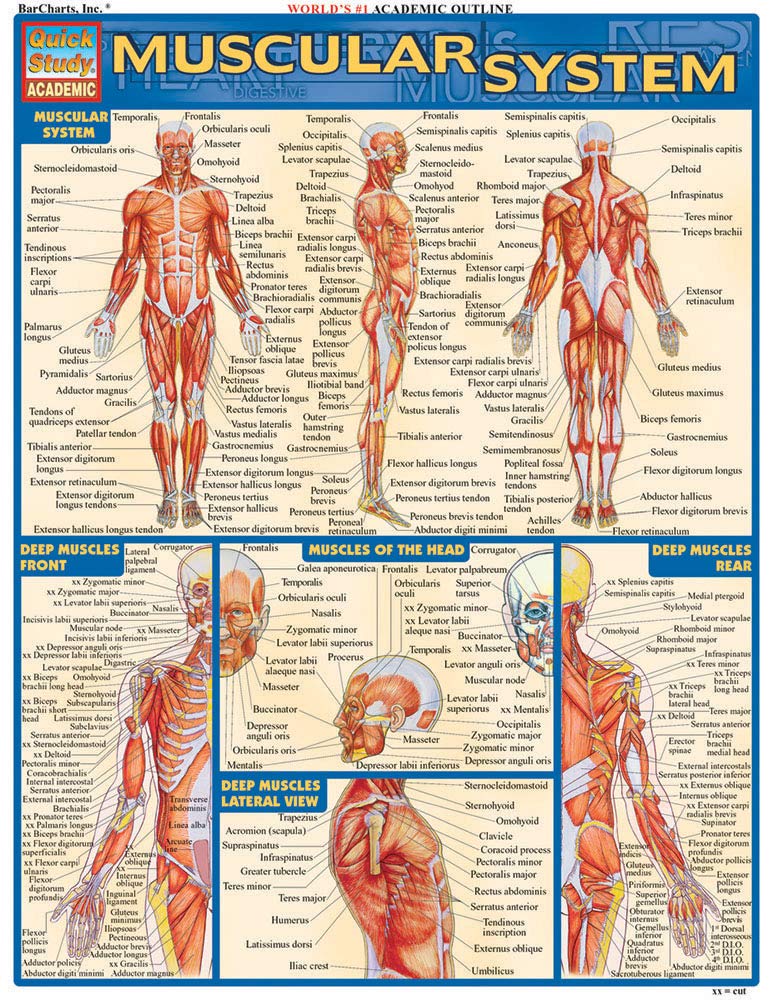 Muscular System: QuickStudy Laminated Reference Chart (Quick Study Academic)
