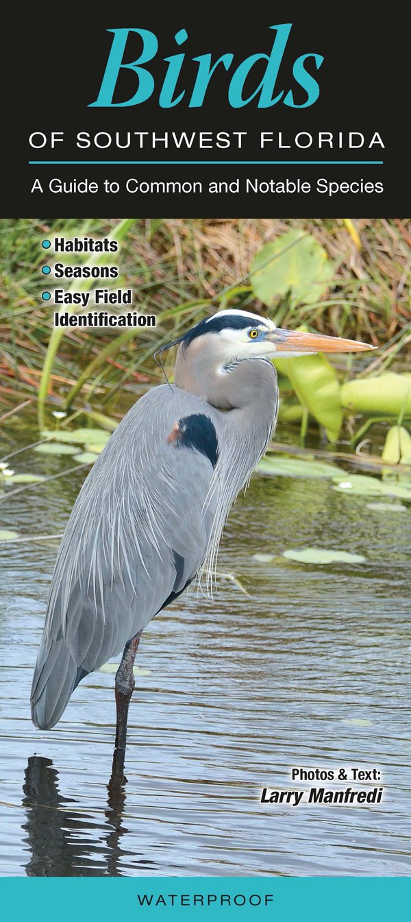 Birds of Southwest Florida: A Guide to Common & Notable Species (Quick Reference Guides) - 10