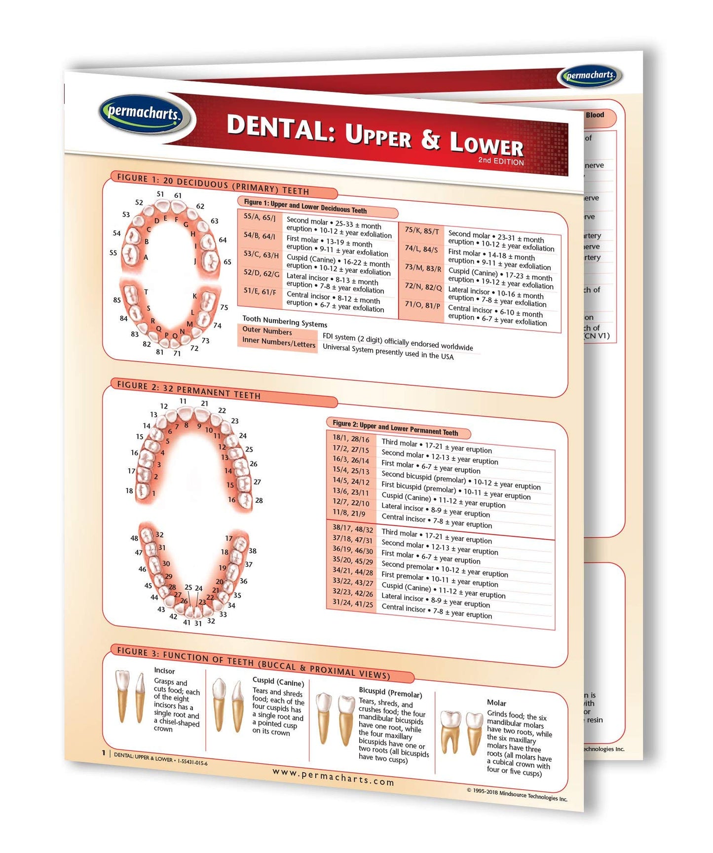 Dental: Upper And Lower