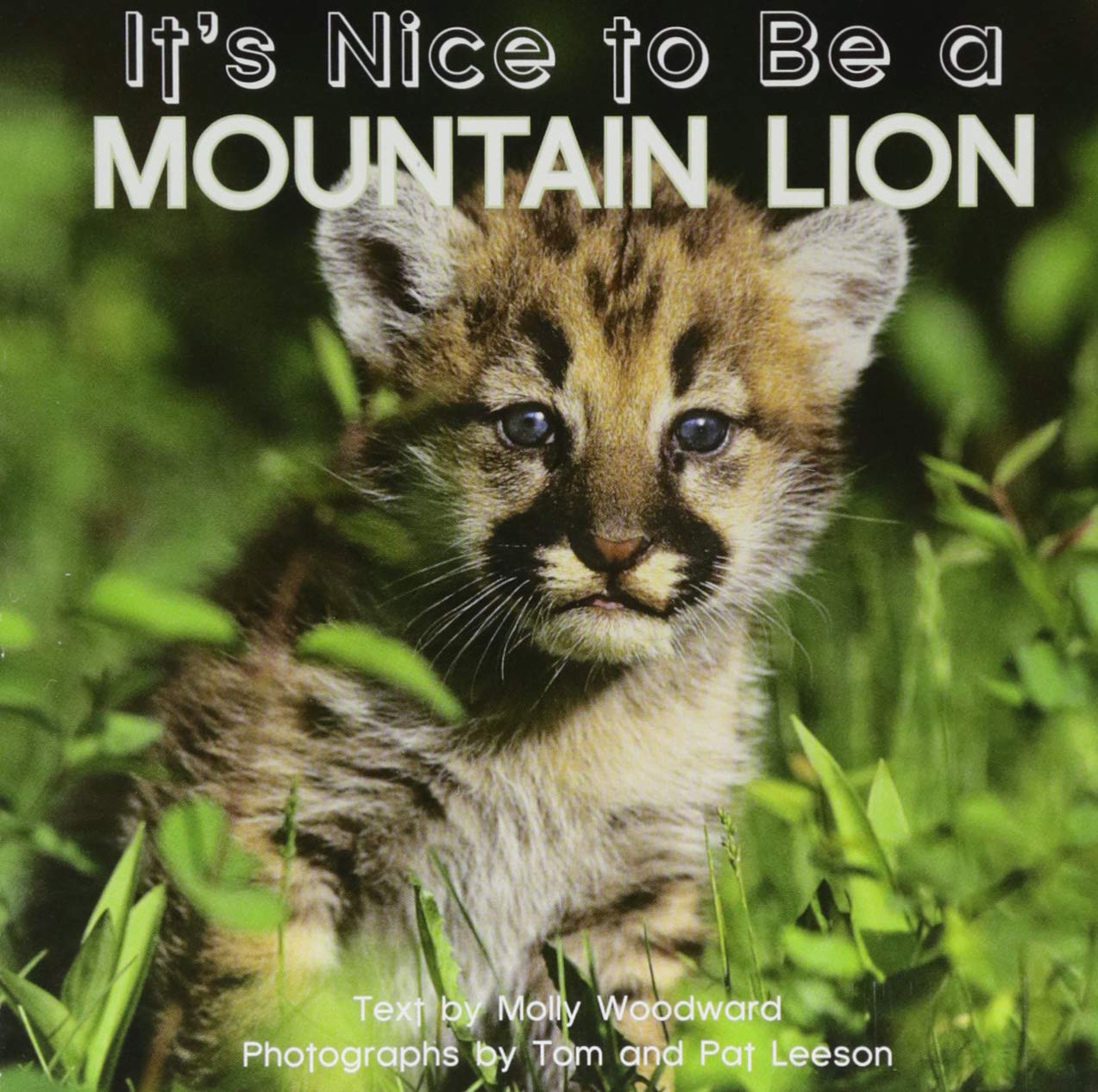It's Nice to Be a Mountain Lion