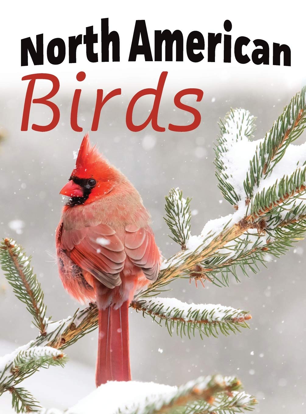 North American Birds (For Adults with Dementia and Other Life Challenges)